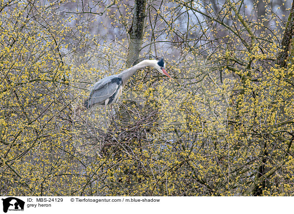 Graureiher / grey heron / MBS-24129