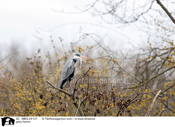 Graureiher / grey heron / MBS-24131