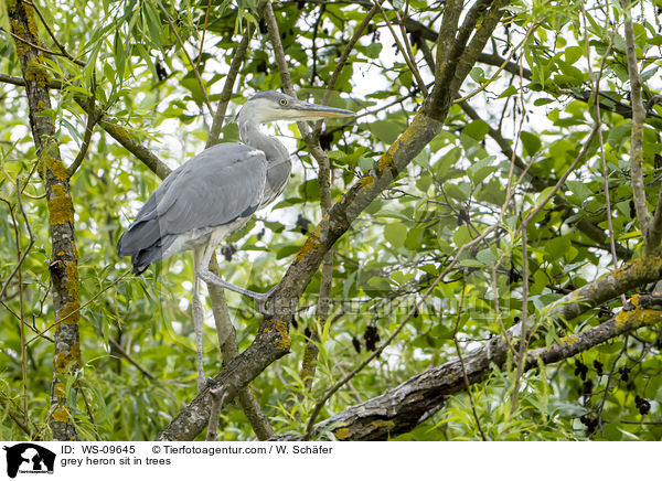 Graureiher sitzt in Bumen / grey heron sit in trees / WS-09645