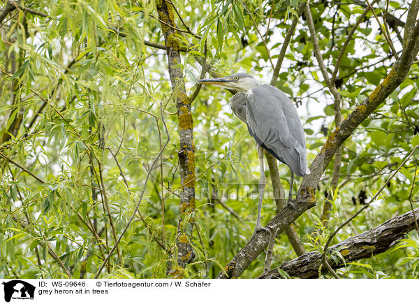 grey heron sit in trees / WS-09646