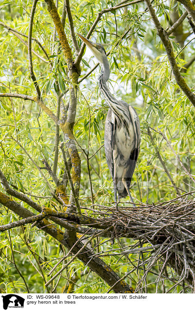 grey heron sit in trees / WS-09648