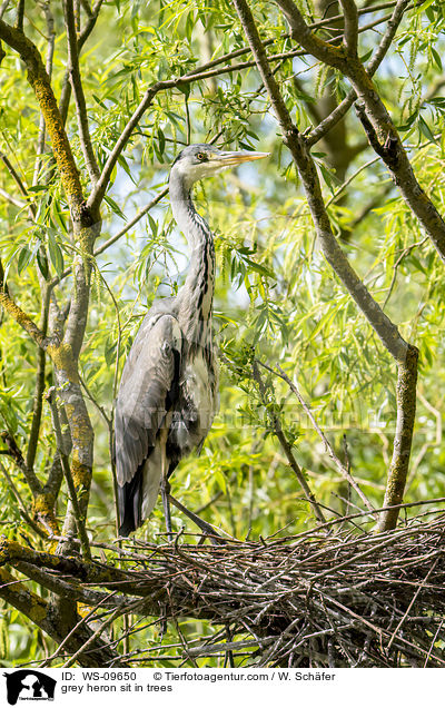Graureiher sitzt in Bumen / grey heron sit in trees / WS-09650