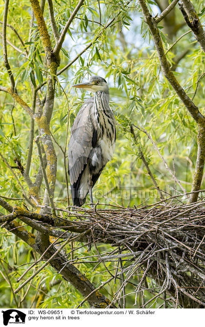 Graureiher sitzt in Bumen / grey heron sit in trees / WS-09651