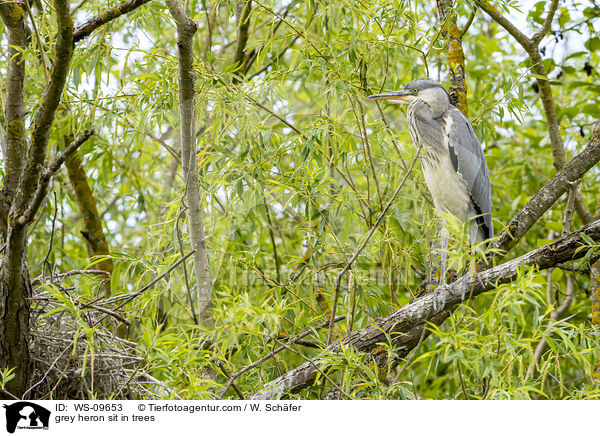 grey heron sit in trees / WS-09653