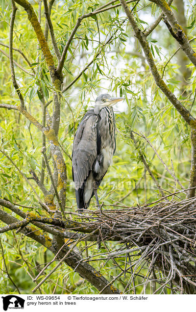 Graureiher sitzt in Bumen / grey heron sit in trees / WS-09654