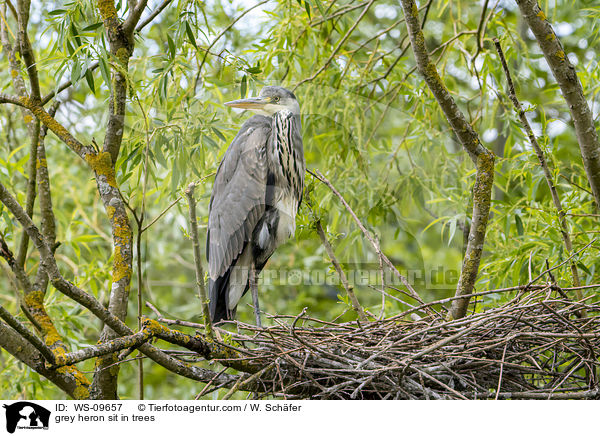 Graureiher sitzt in Bumen / grey heron sit in trees / WS-09657