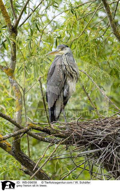 Graureiher sitzt in Bumen / grey heron sit in trees / WS-09658