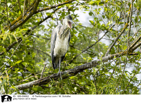 grey heron sit in trees / WS-09662