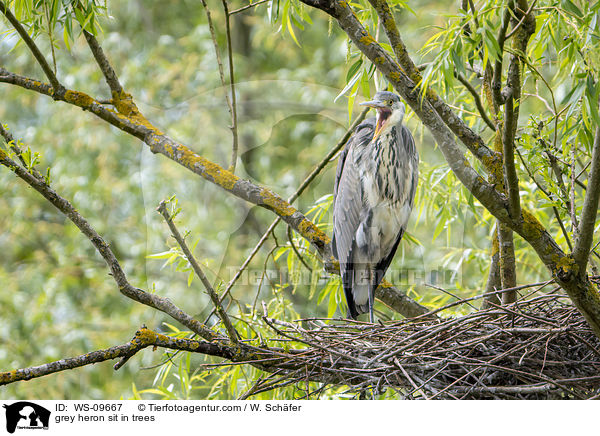 Graureiher sitzt in Bumen / grey heron sit in trees / WS-09667