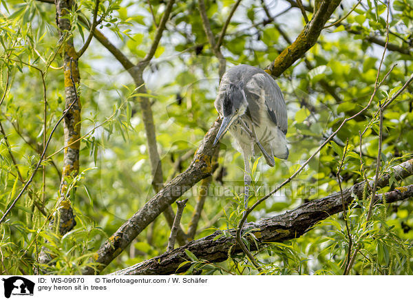 Graureiher sitzt in Bumen / grey heron sit in trees / WS-09670