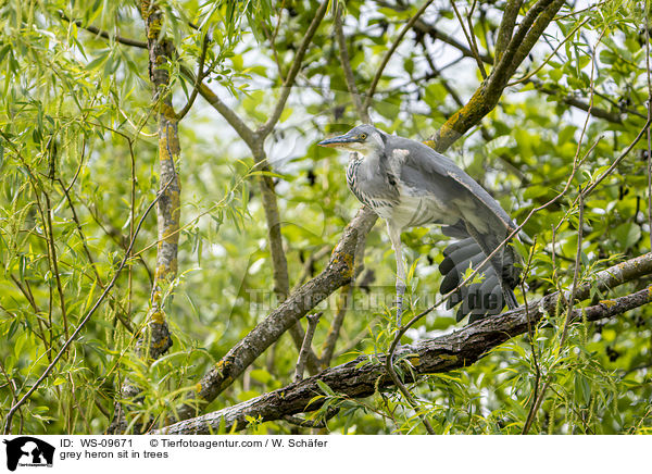 Graureiher sitzt in Bumen / grey heron sit in trees / WS-09671