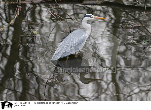 grey heron / HB-02116