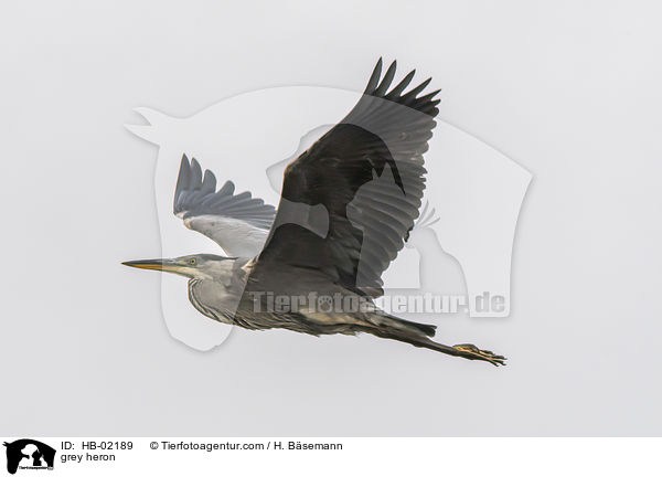 Graureiher / grey heron / HB-02189