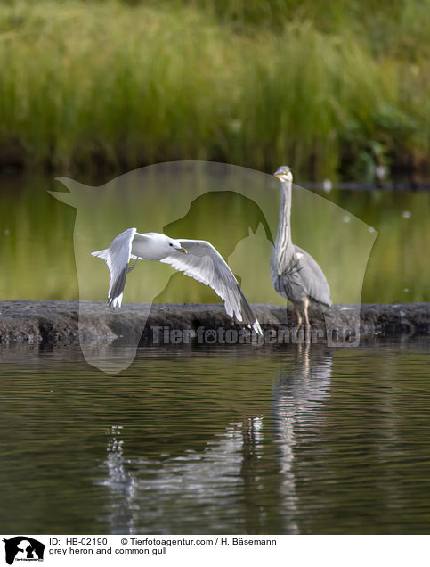 grey heron and common gull / HB-02190