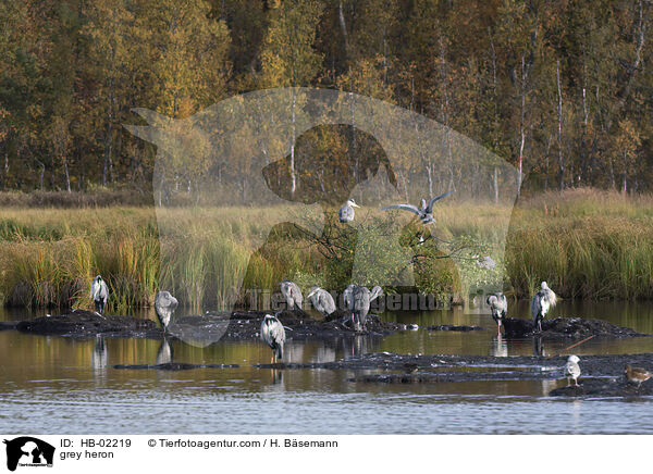 Graureiher / grey heron / HB-02219