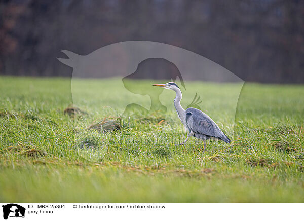 grey heron / MBS-25304