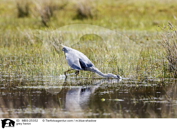 Graureiher / grey heron / MBS-25352