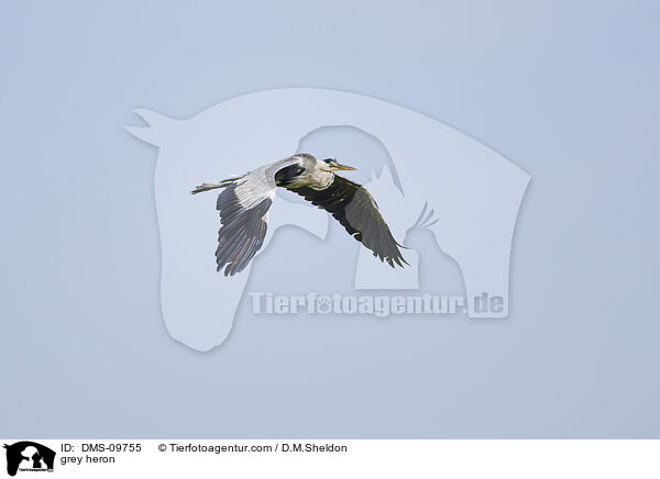Graureiher / grey heron / DMS-09755