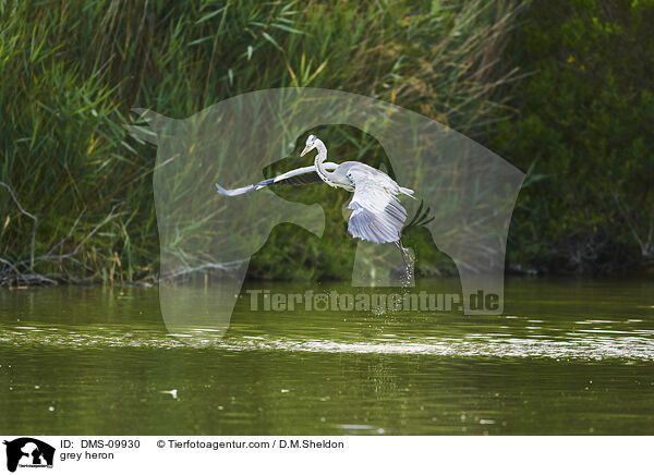 Graureiher / grey heron / DMS-09930