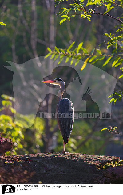Graureiher / grey heron / PW-12660