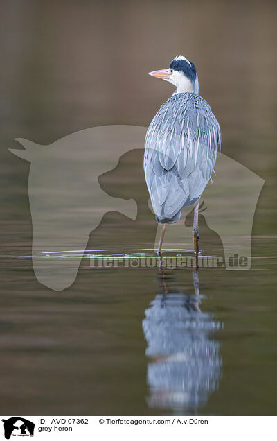 Graureiher / grey heron / AVD-07362