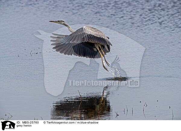 Graureiher / grey heron / MBS-25760