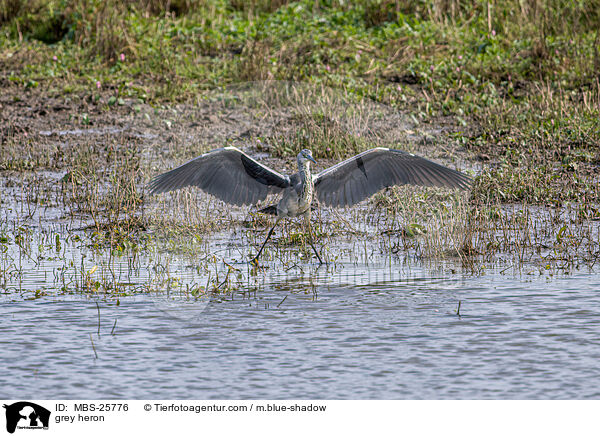 Graureiher / grey heron / MBS-25776