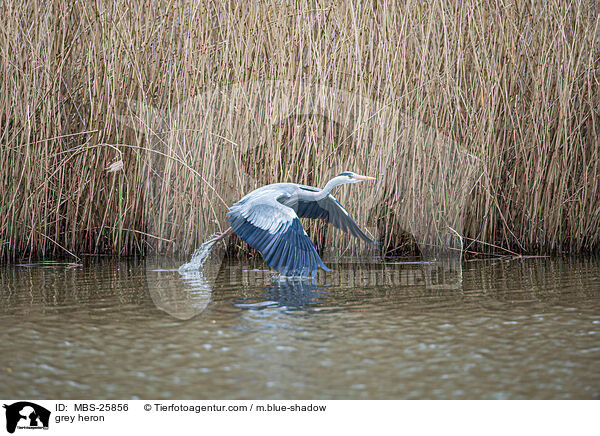 Graureiher / grey heron / MBS-25856