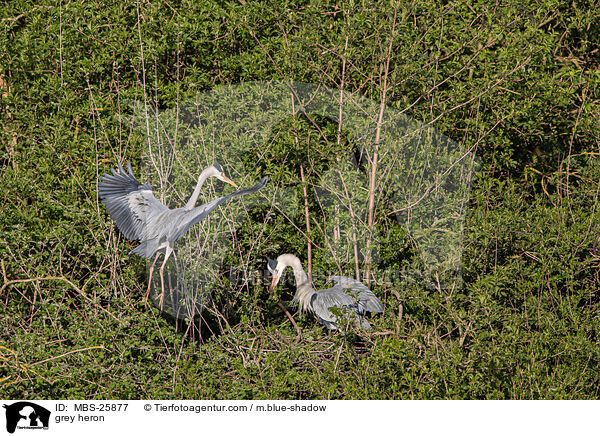 Graureiher / grey heron / MBS-25877