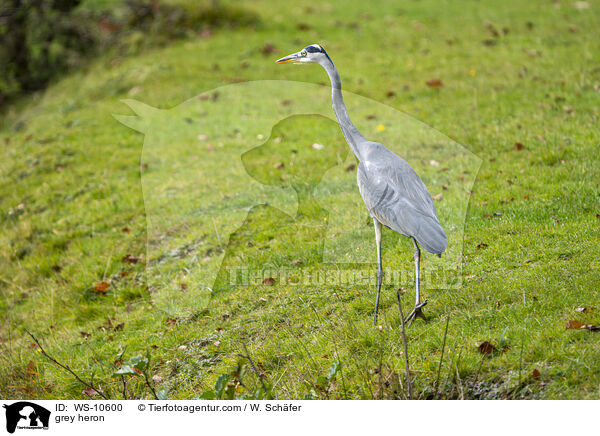 Graureiher / grey heron / WS-10600