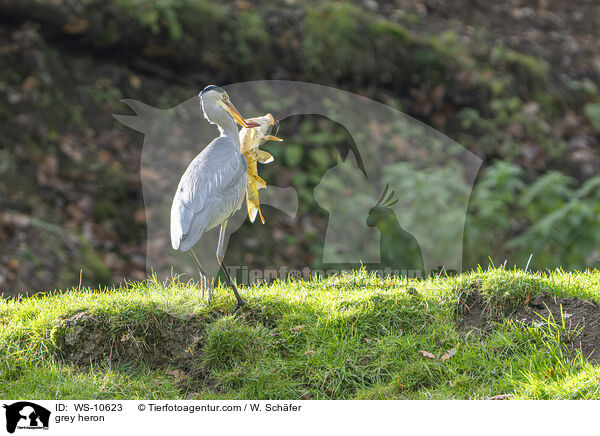 Graureiher / grey heron / WS-10623
