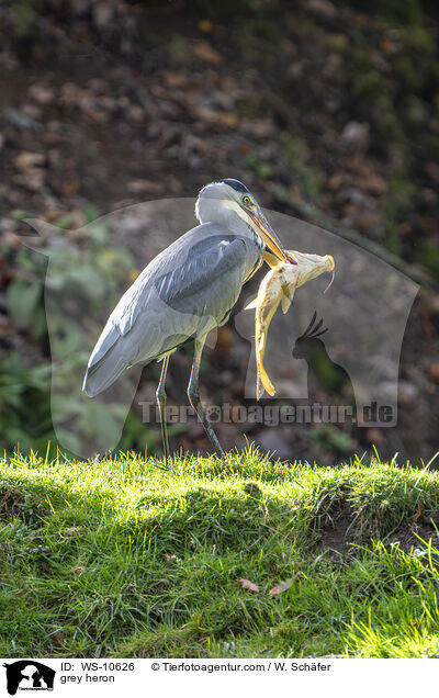 Graureiher / grey heron / WS-10626