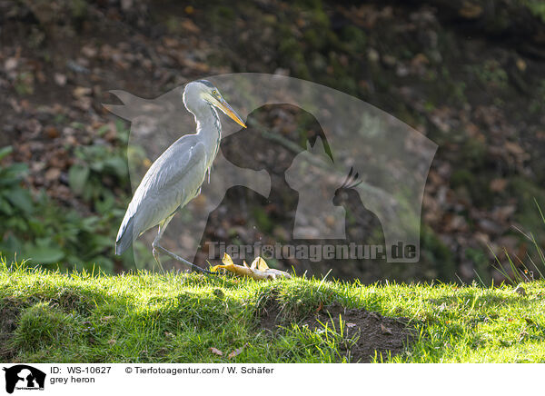 Graureiher / grey heron / WS-10627