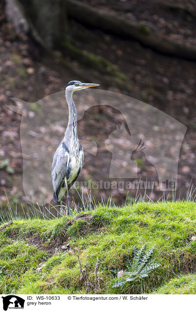 Graureiher / grey heron / WS-10633