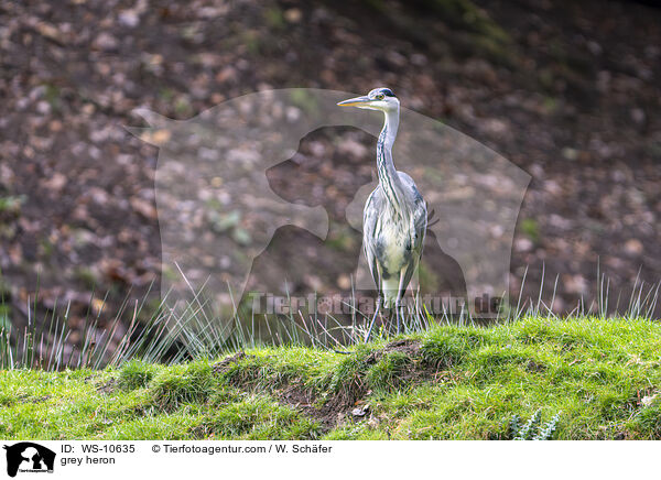 Graureiher / grey heron / WS-10635