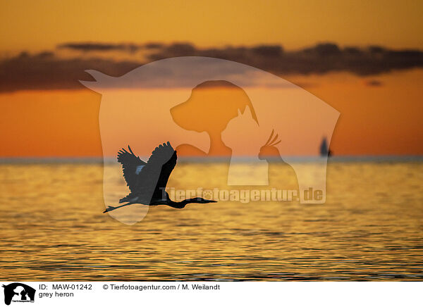 Graureiher / grey heron / MAW-01242