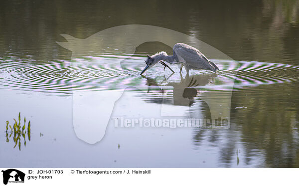 Graureiher / grey heron / JOH-01703