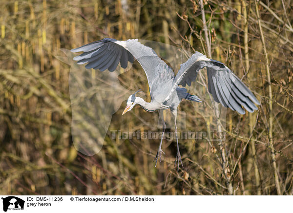 grey heron / DMS-11236