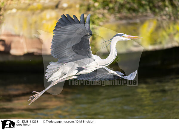 Graureiher / grey heron / DMS-11238