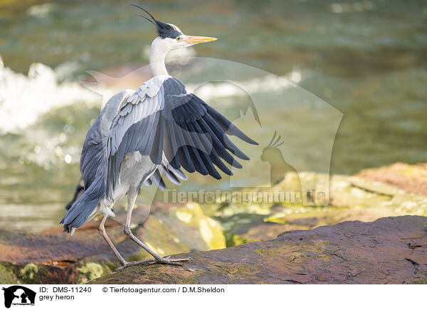Graureiher / grey heron / DMS-11240