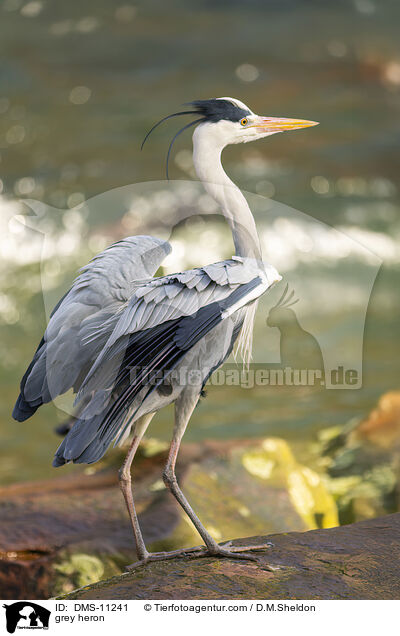 Graureiher / grey heron / DMS-11241