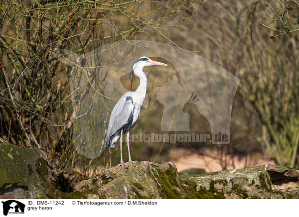 Graureiher / grey heron / DMS-11242