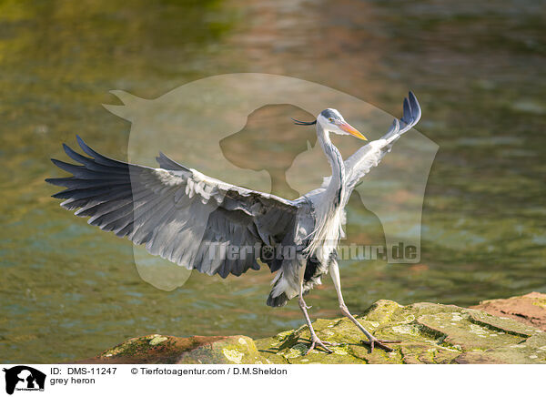 Graureiher / grey heron / DMS-11247