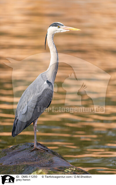 grey heron / DMS-11250