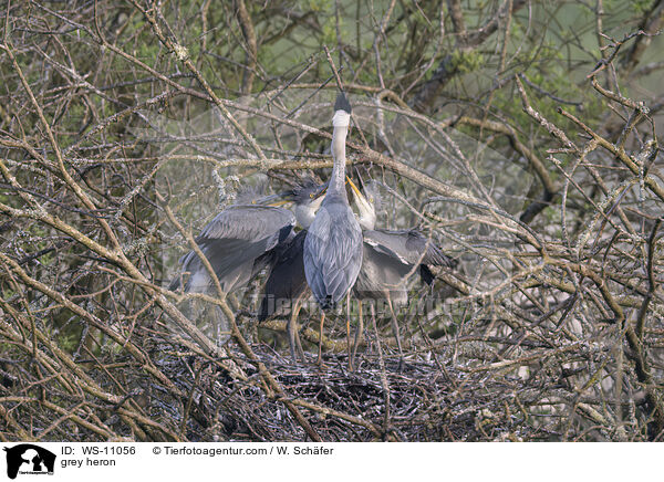 Graureiher / grey heron / WS-11056