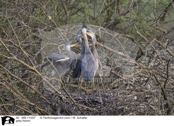 Graureiher / grey heron / WS-11057