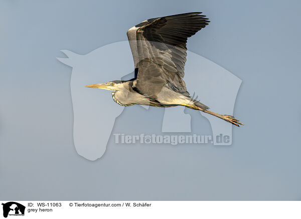 Graureiher / grey heron / WS-11063