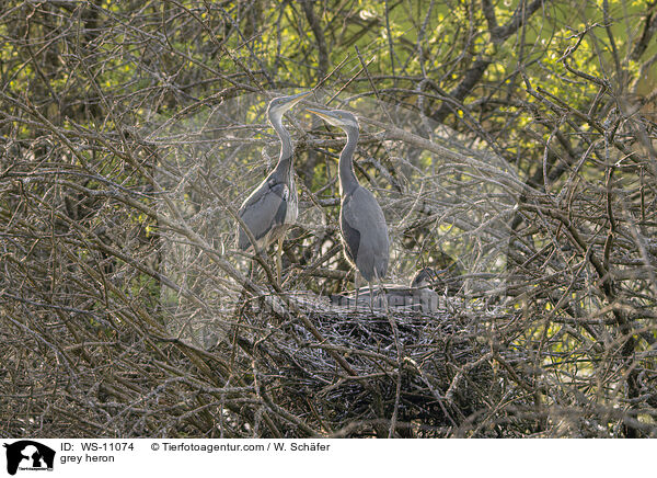 Graureiher / grey heron / WS-11074