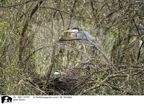 Graureiher / grey heron / WS-11075