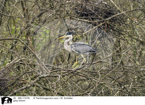 Graureiher / grey heron / WS-11076
